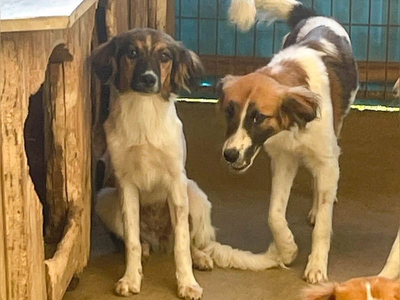 Zuckersüße JULIANA - ein Herz auf vier Pfoten