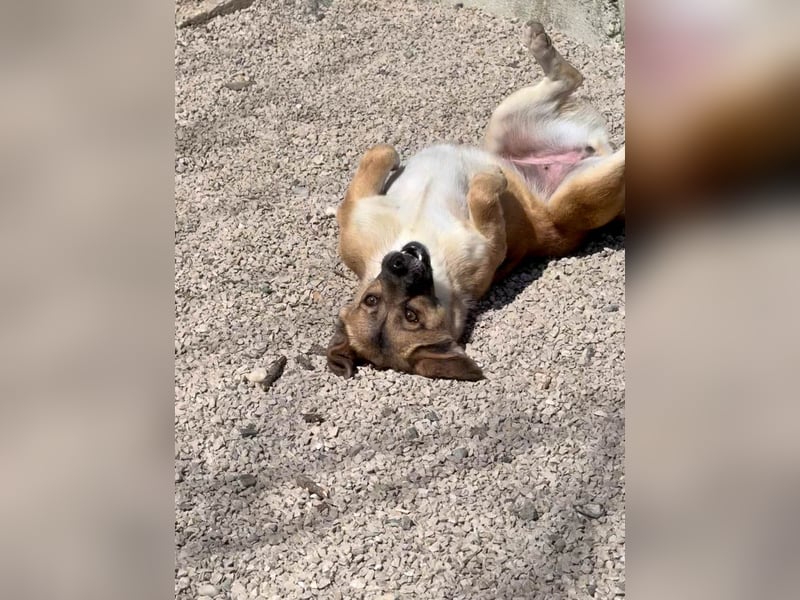 Herzensmensch gesucht - liebe MILLIE hofft auf den Hauptgewinn "FÜR-IMMER-ZUHAUSE"