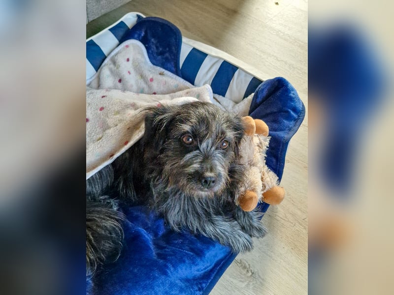 RAMONA, schon MAMA aber selbst noch auf der Suche nach Ihrem großen Glück - EIGENE HUNDEELTERN !