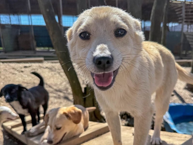 SUZUKI einzigartige Fellnase ;-)