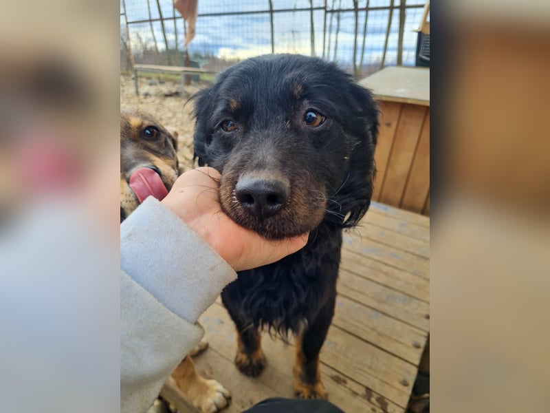 RALF - ein Freund fürs Leben