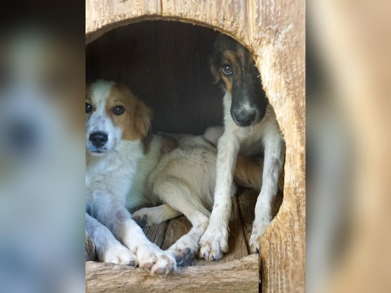 Zuckersüße JULIANA - ein Herz auf vier Pfoten