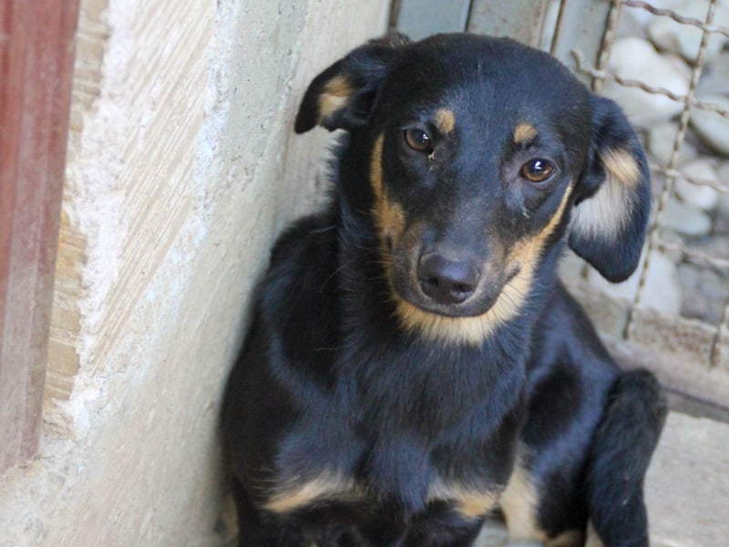 niedliche SMILLA - sucht ihren Herzensmensch niedliche SMILLA - sucht ihren Herzensmensch