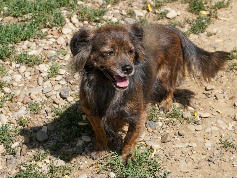 Kuckuck, wer schenkt Traumhündin EMILIJA ein liebevolles Zuhause? Kuckuck, wer schenkt Traumhündin EMILIJA ein liebevolles Zuhause?