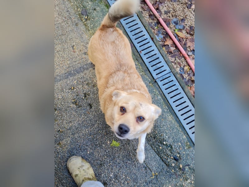 Verspielte und verschmuste INESSA - Traumhündin mit dem Potential zum Herzenshund