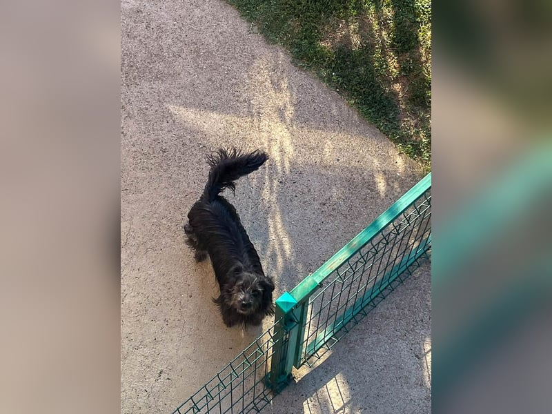 RAMONA wünscht sich ein sicheres Zuhause, indem sie endlich ankommen kann