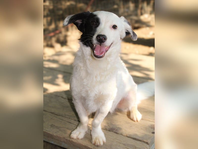 PUPIN, neugierig verspielt - bereit für viele Spiele- und Kuschelrunden