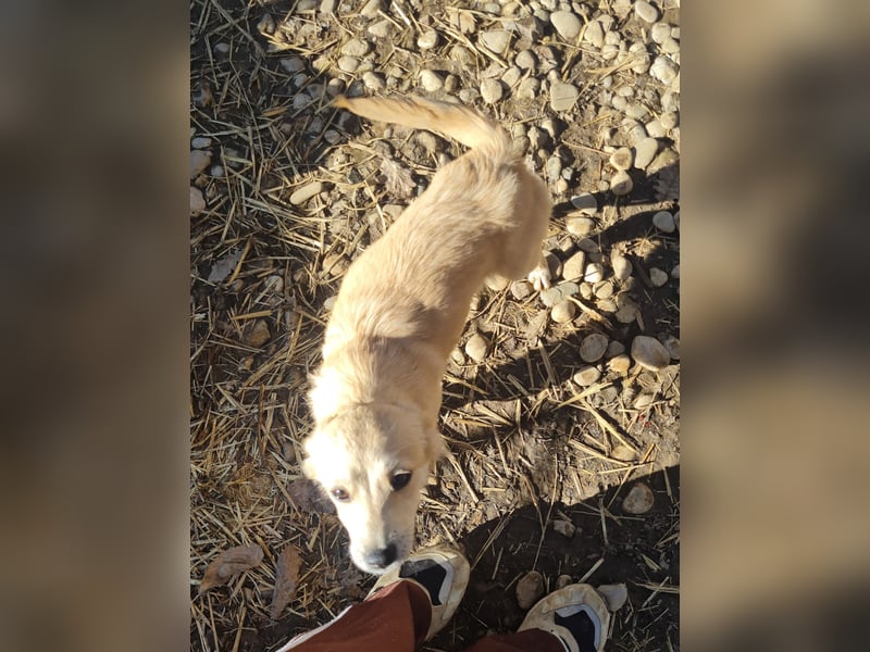 SUZUKI einzigartige Fellnase ;-)