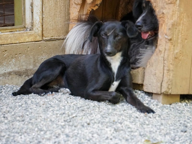 Kuckuck - lebensfrohe FIONA sucht ihr Zuhause