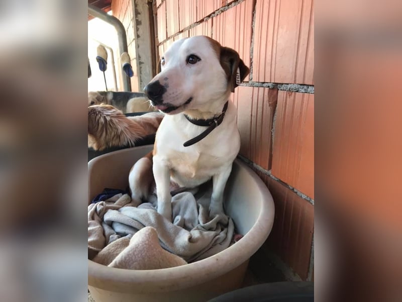 BEPI - Wer löst sein Ticket ins Glück und schenkt ihm ein liebevolles, ruhiges Zuhause