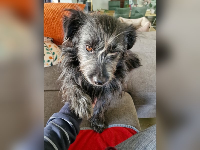 RAMONA, schon MAMA aber selbst noch auf der Suche nach Ihrem großen Glück - EIGENE HUNDEELTERN !