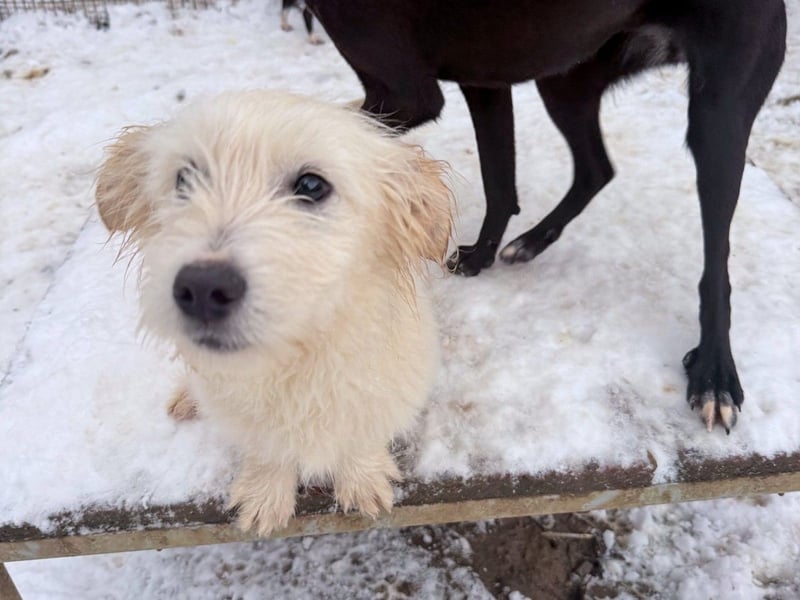 Zuckersüßer Hundebub KASPAR sucht liebevolles Zuhause