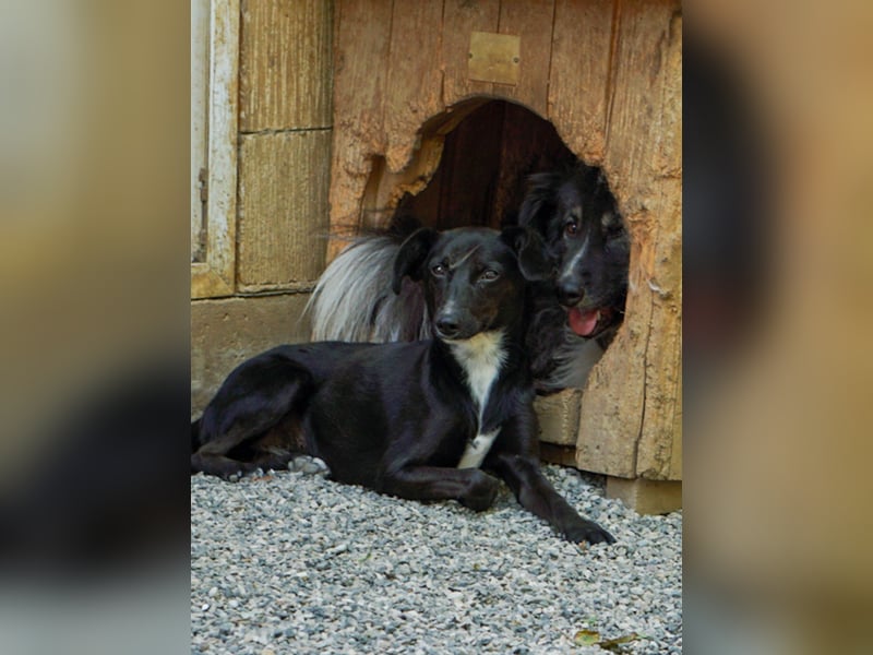 Kuckuck, wer schenkt Traumhündin FIONA ein liebevolles Zuhause?