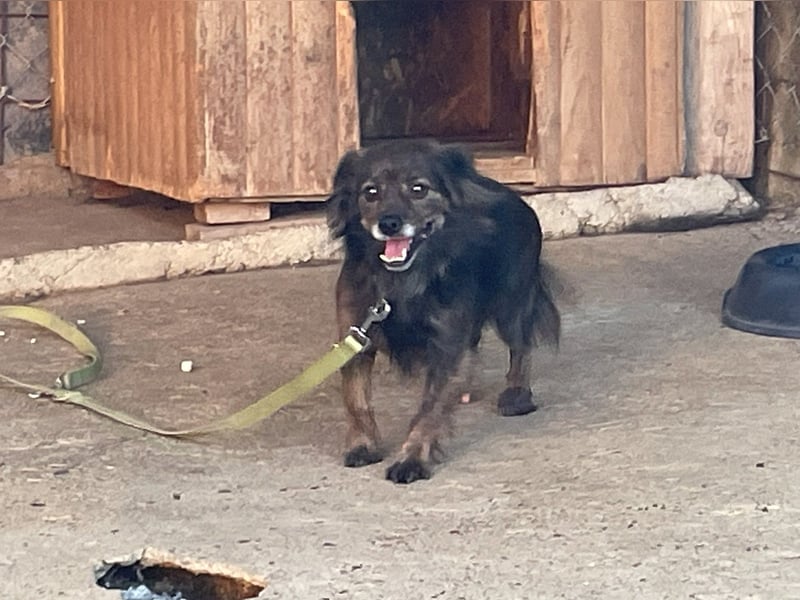 Hoppla - liebenswerte EMILIJA sucht ein liebevolles Zuhause