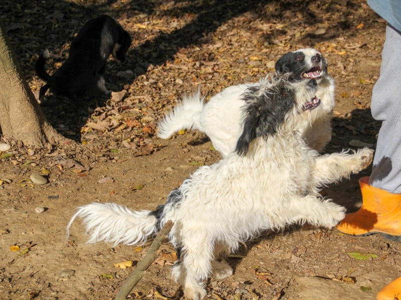 Traumprinz KELVIN ist ein fröhlicher und verspielter Hundebub