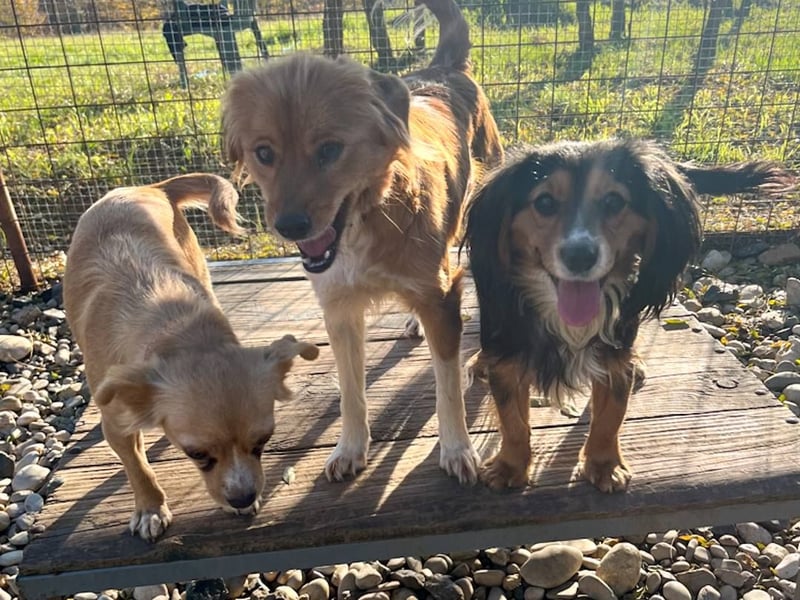 Bezaubernder zuckersüßer BOBISHA sucht sein Für-Immer-Zuhause