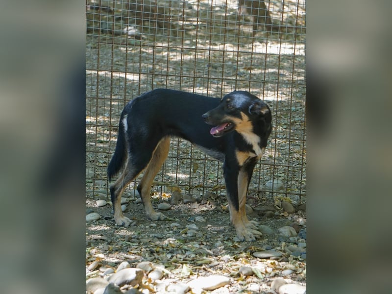 Schlaue Anika sucht ihr Für-Immer-Zuhause
