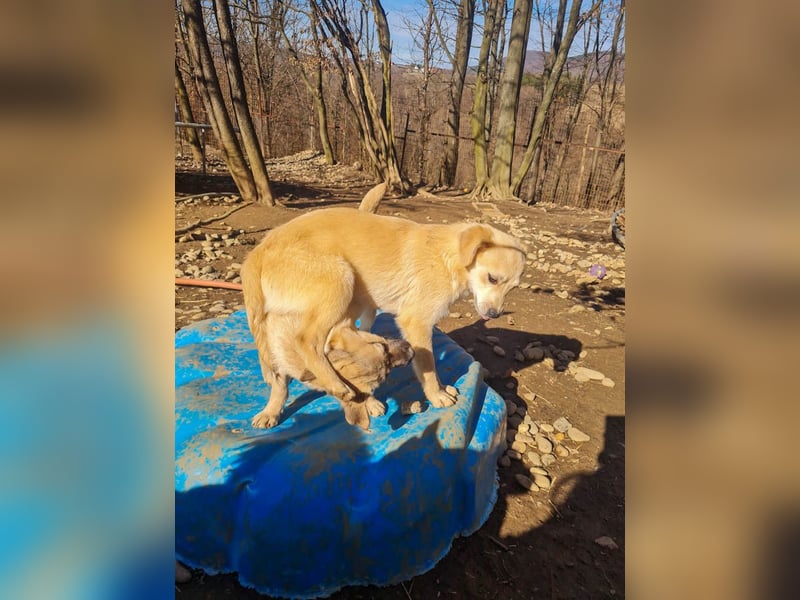 SMOKY kleine Schnauze - großes Herz zum Verlieben !