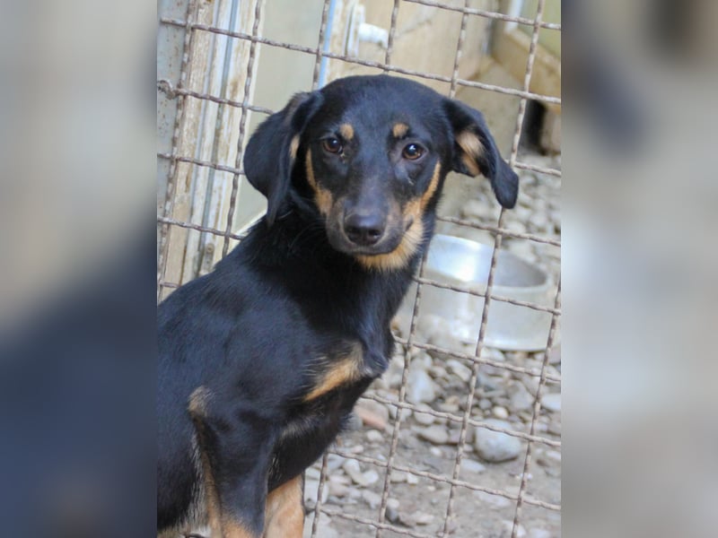 niedliche SMILLA - sucht ihren Herzensmensch niedliche SMILLA - sucht ihren Herzensmensch