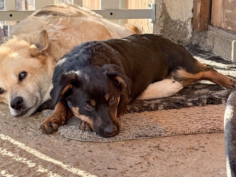 hübsch, hübscher, ROXANA