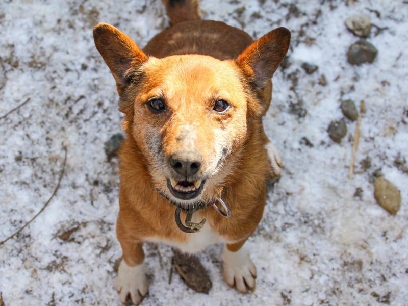 Kuckuck, zauberhafter AMON sucht liebevolle Familie Kuckuck, zauberhafter AMON sucht liebevolle Familie