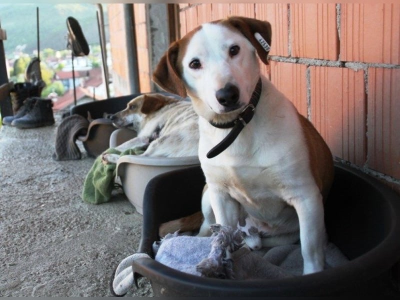 BEPI - Wer löst sein Ticket ins Glück und schenkt ihm ein liebevolles, ruhiges Zuhause BEPI - Wer löst sein Ticket ins Glück und schenkt ihm ein liebevolles, ruhiges Zuhause