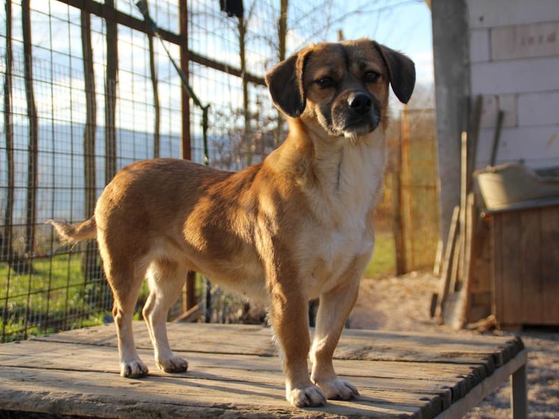 Schleckermaul MILLIE sucht nach ihren eigenen Leckerlispendern