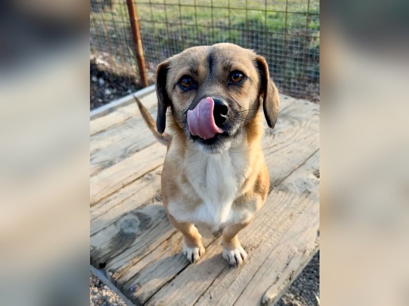 Herzensmensch gesucht - liebe MILLIE hofft den Jackpot Ausreise zu knacken