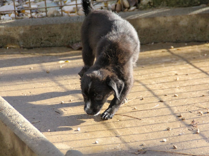 SUSHI - Knopfaugen zum Verlieben !!!