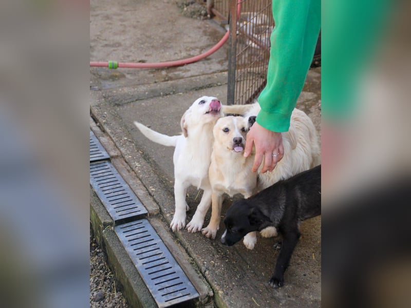 möchtest DU SASSY die Welt zeigen ?