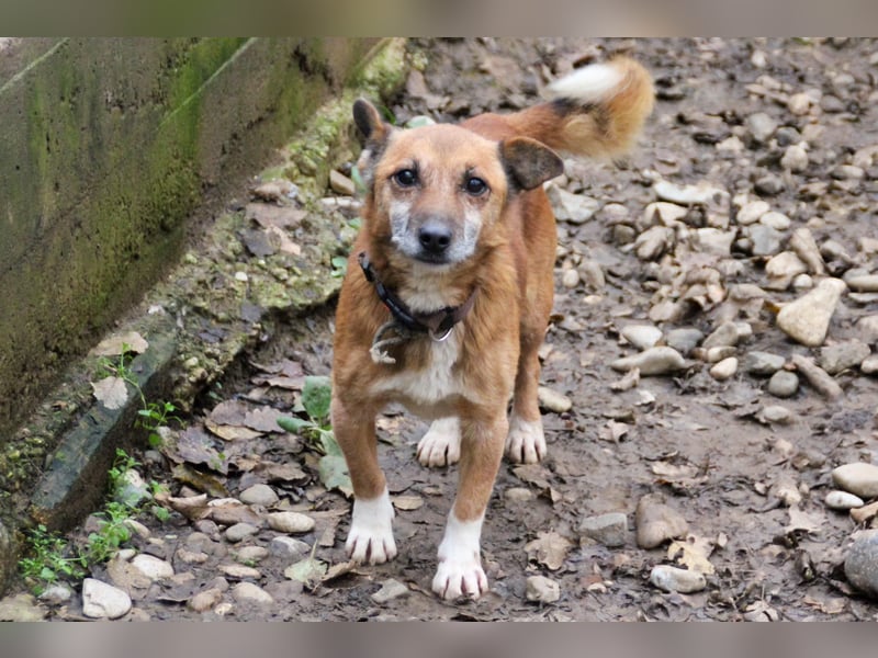 Kuckuck, zauberhafter AMON sucht liebevolle Familie Kuckuck, zauberhafter AMON sucht liebevolle Familie