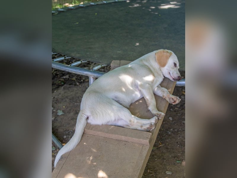 Aufgeweckter SKIPPER sucht aktive Menschen zum Spielen und Toben