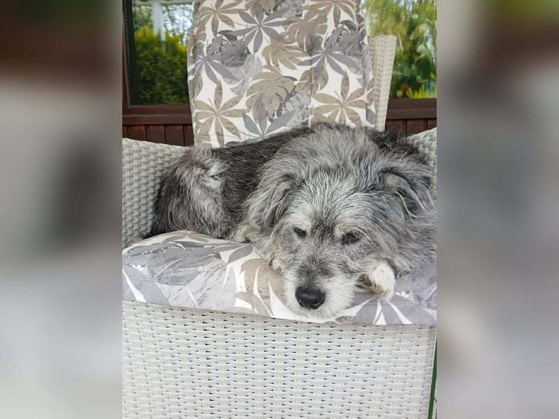 Verspielter Hunde-Opi BUDDY kann in 29413 Dähre kennengelernt werden