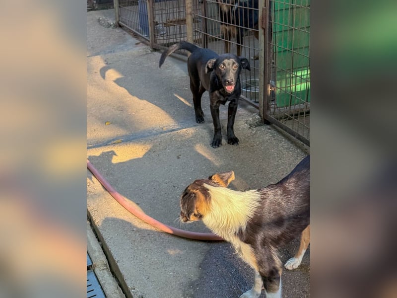 Wuseliger GRADY sucht ein Zuhause zum Großwerden! Vielleicht bei dir?