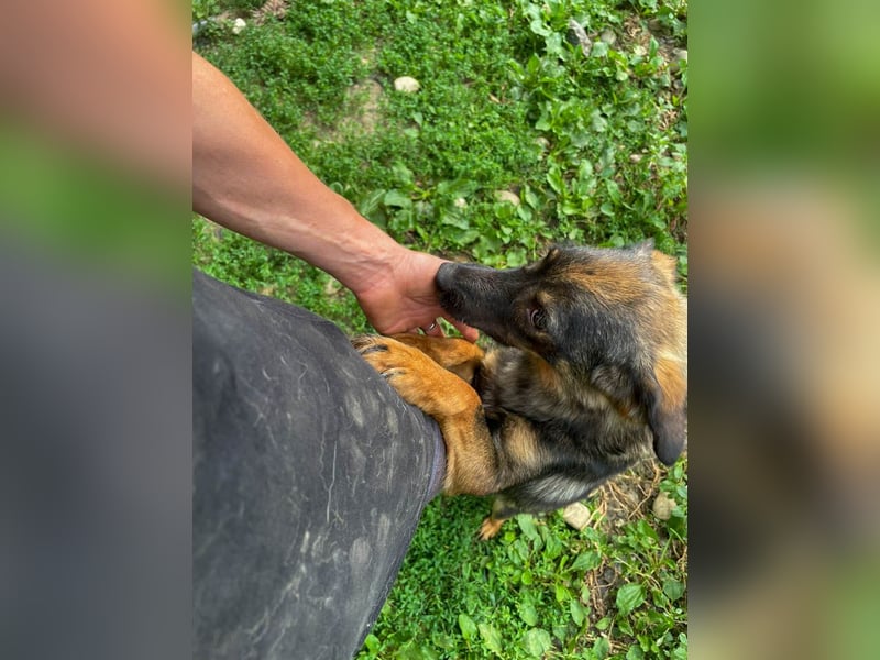 supersüße WELLA sucht nach DIR