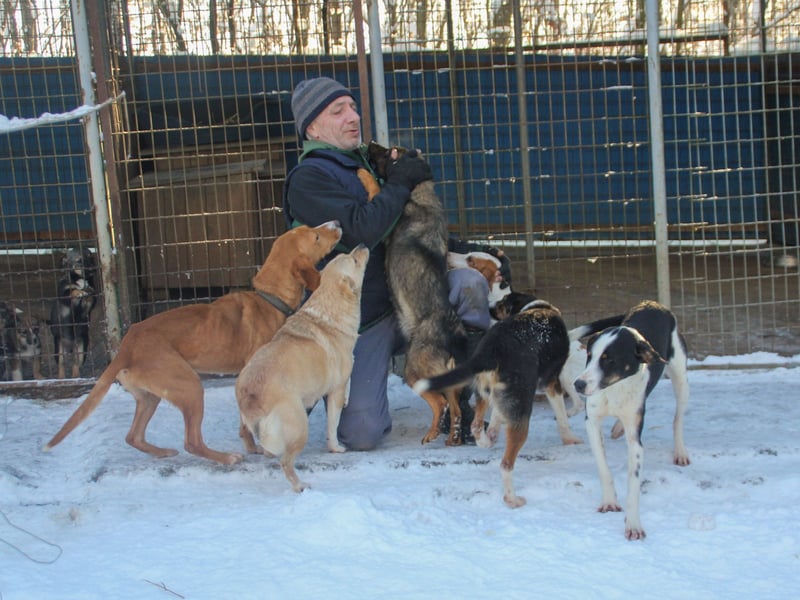 Verspielte und verschmuste INESSA - Traumhündin mit dem Potential zum Herzenshund