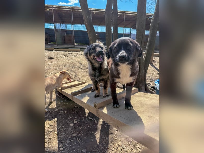 SUSHI - Knopfaugen zum Verlieben !!!