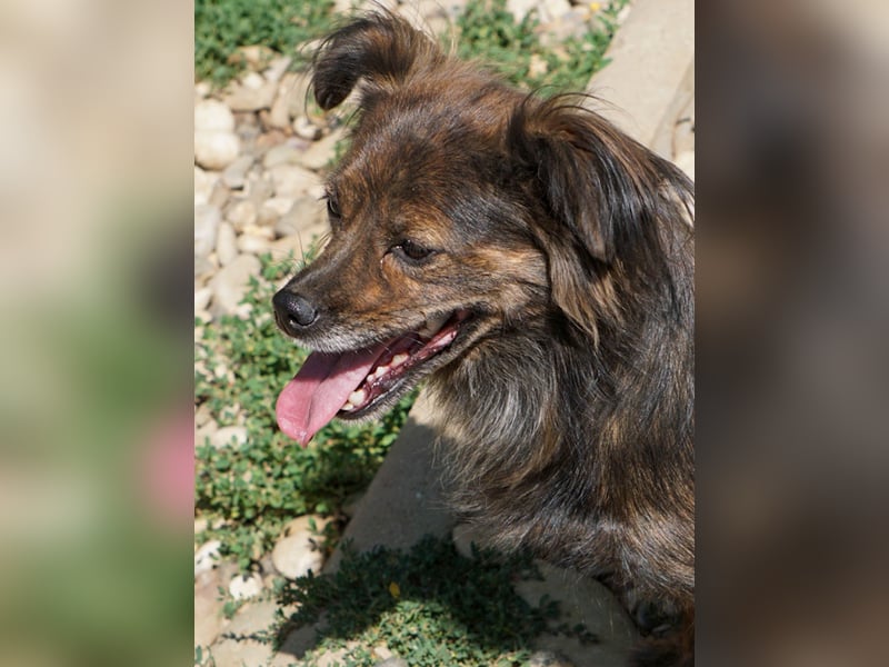 Kuckuck, wer schenkt Traumhündin EMILIJA ein liebevolles Zuhause? Kuckuck, wer schenkt Traumhündin EMILIJA ein liebevolles Zuhause?