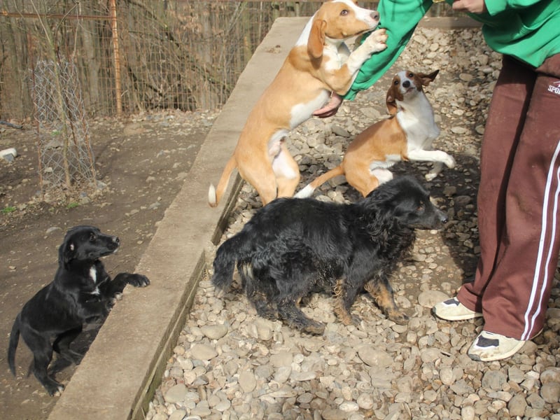 Sonnenschein RALF - wer löst sein Ticket ins Glück