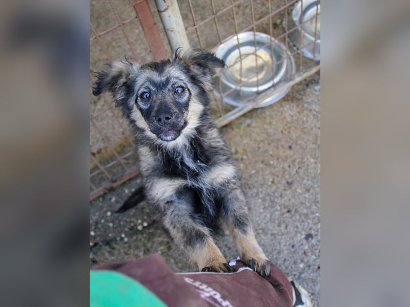 Entzückendes Hundemädel CASSI sucht liebevolles Zuhause