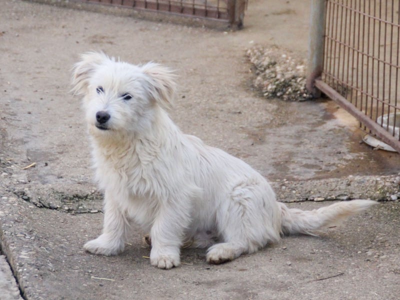 Zuckersüßer Hundebub KASPAR sucht liebevolles Zuhause