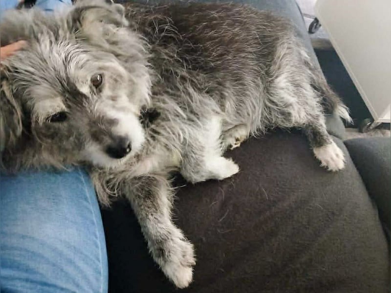 Verspielter Hunde-Opi BUDDY kann in 29413 Dähre kennengelernt werden