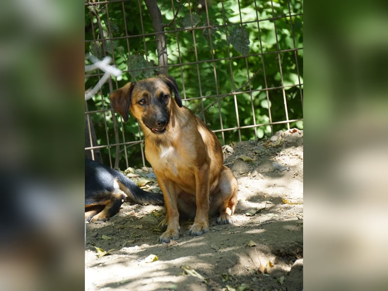 Hübsche ALMA sucht liebevolles Zuhause