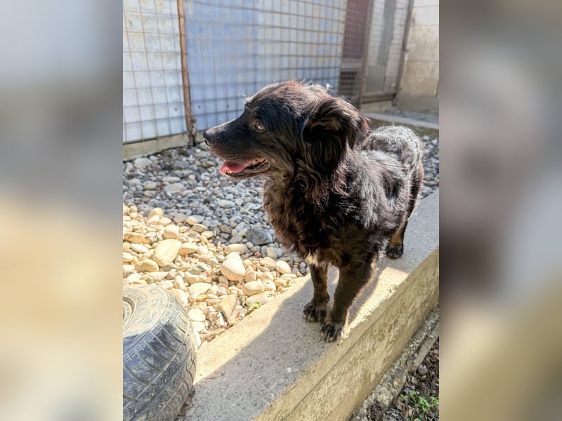 RALF - Familienhund wünscht sich ein Zuhause