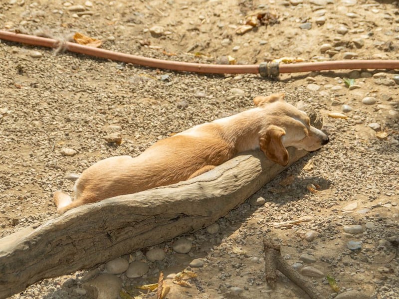 Aufgeweckte SASSY will endlich das Leben außerhalb des Tierheims kennenlernen. Zeigst du es ihr?