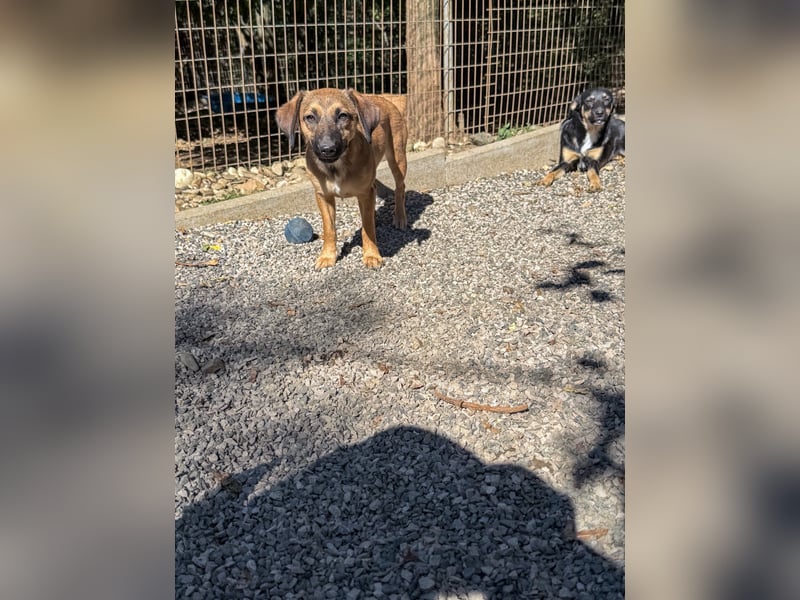 Schlaue ALMA sucht ein für immer Zuhause