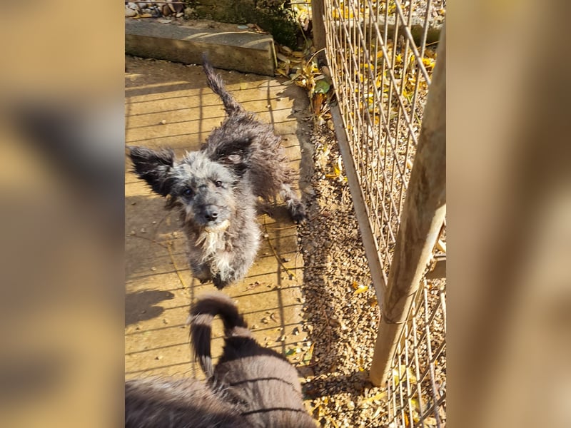Wuschelkopf KEANU sucht Familie zum Spielen und Toben