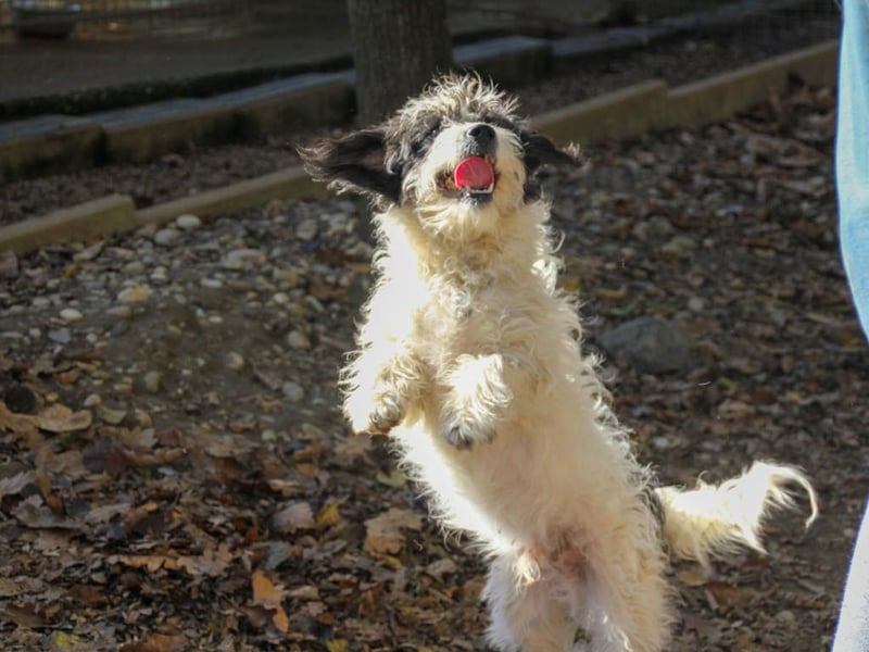 Traumprinz KELVIN ist ein fröhlicher und verspielter Hundebub