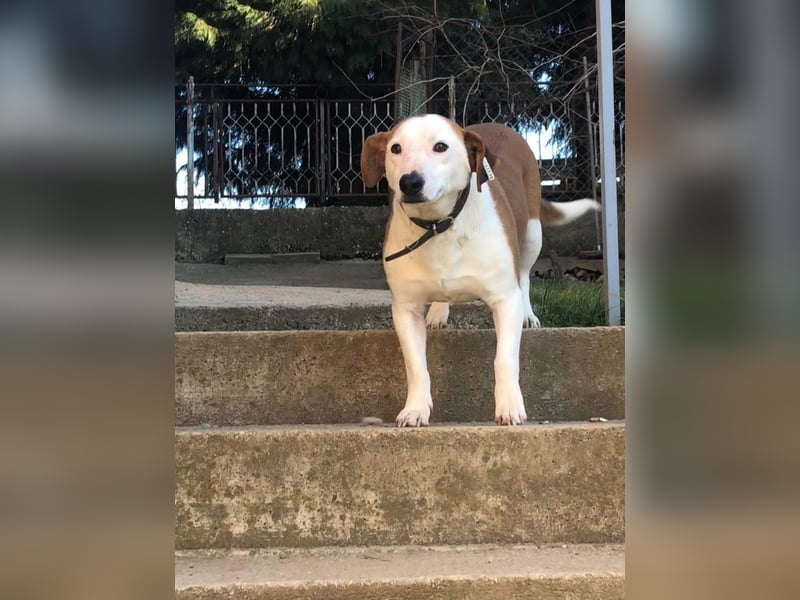 BEPI - Wer löst sein Ticket ins Glück und schenkt ihm ein liebevolles, ruhiges Zuhause