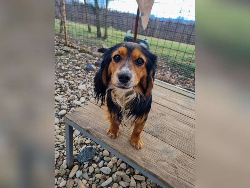 Bezaubernder zuckersüßer BOBISHA sucht sein Für-Immer-Zuhause